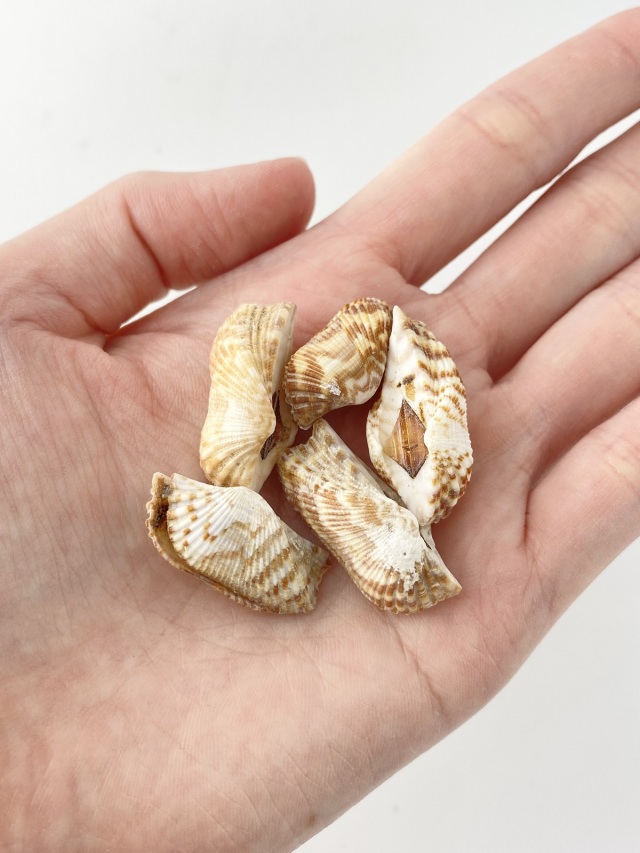 ミニワシノハガイ 両面【約2.0～3.0cm/10個】[メール便可-9袋まで] En