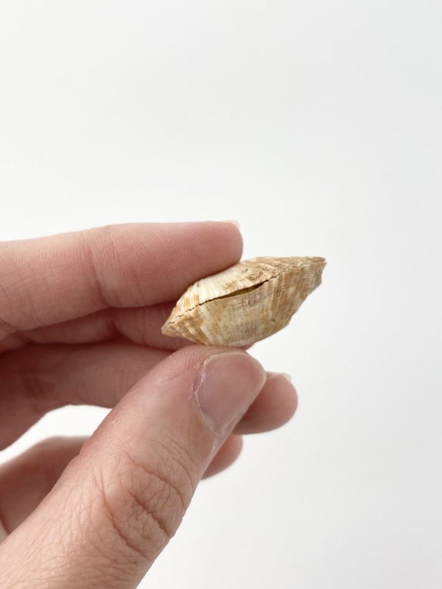 ミニワシノハガイ 両面【約2.0～3.0cm/10個】[メール便可-9袋まで] En