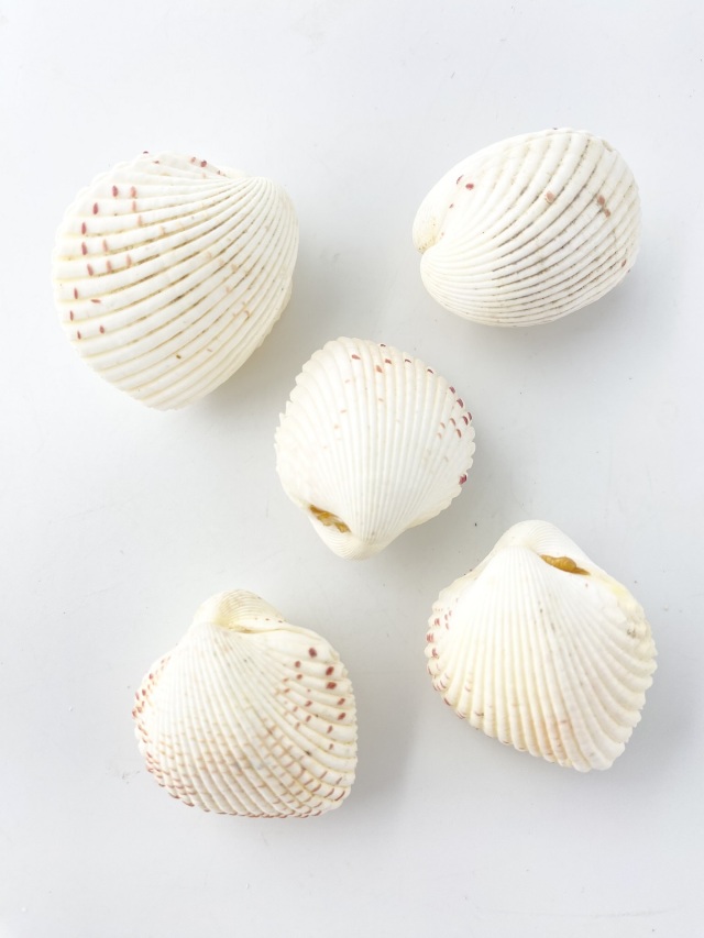 カワラガイ【約3.0～4.0cm/6個】[メール便可-6袋まで] En: Fragum