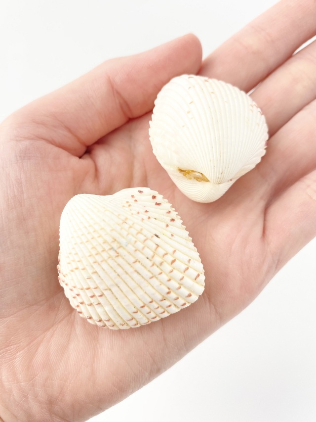 カワラガイ【約3.0～4.0cm/6個】[メール便可-6袋まで] En: Fragum