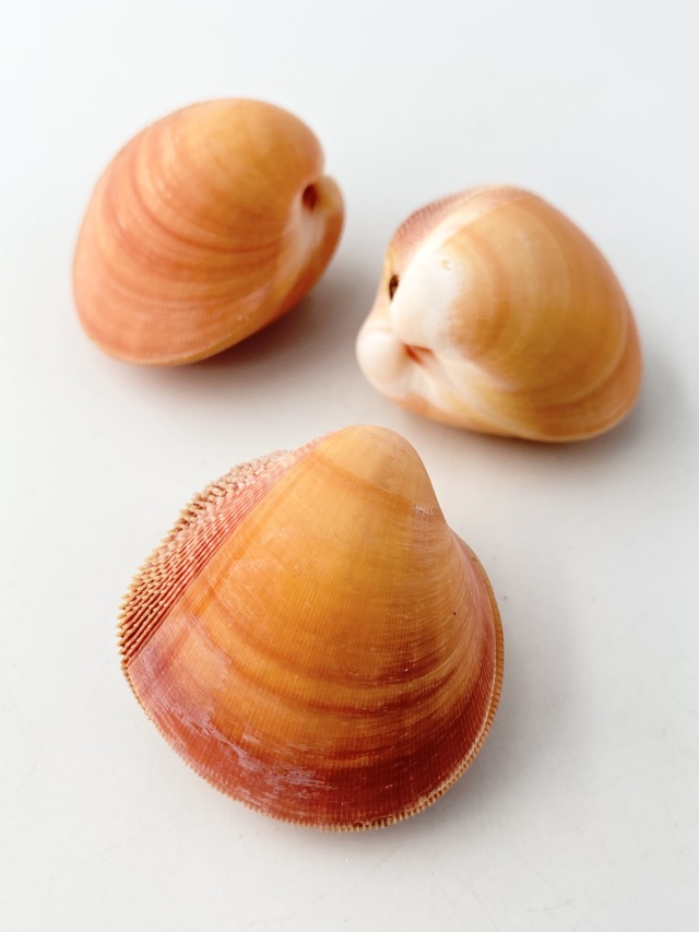 キンギョガイ【約3.5～5cm/1個】 En: Nemocardium bechei(Size:3.5