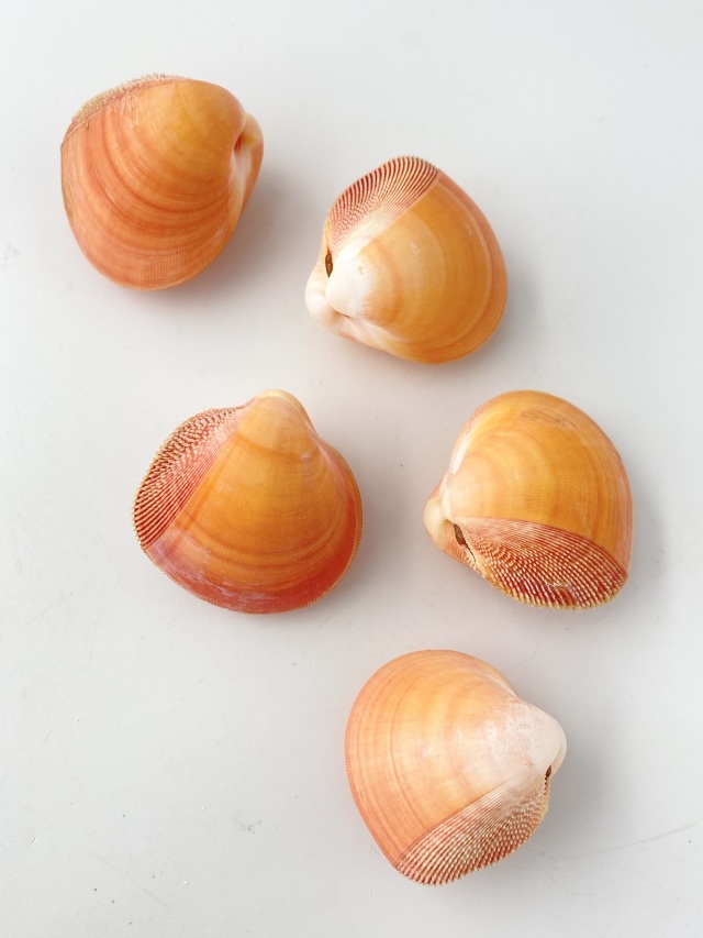 キンギョガイ【約3.5～5cm/1個】 En: Nemocardium bechei(Size:3.5