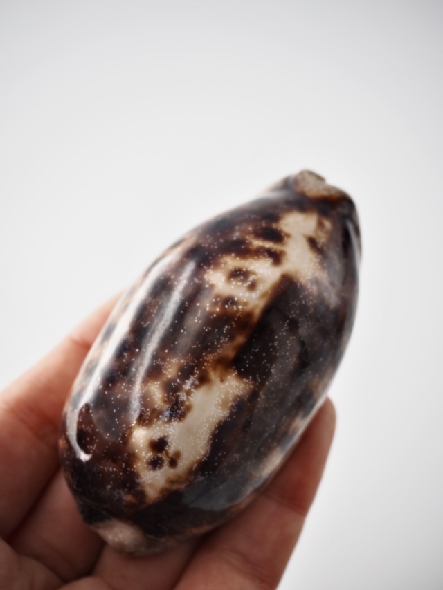 ムラクモダカラ【約8～9cm/1個】 En:Turtle Cowry (Size:8-9cm, per