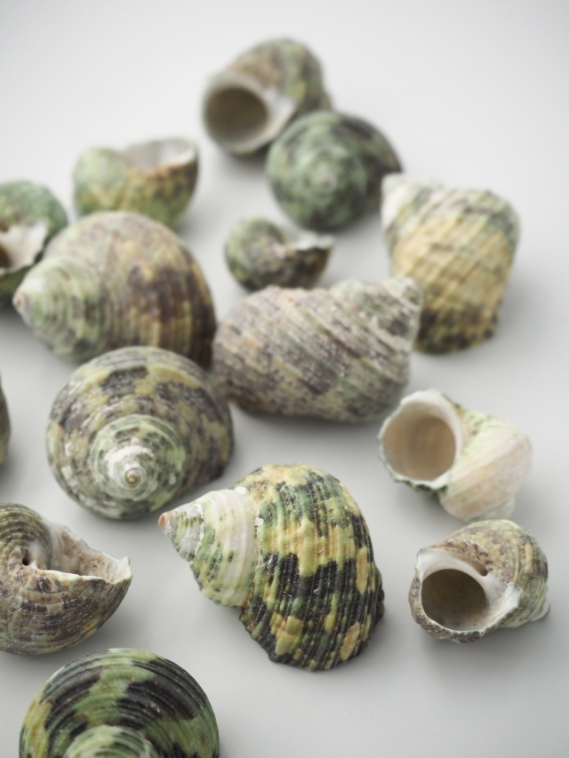 ユニークなグリーン系貝殻 約18cm ターボグリーンシェル【約2.5～4.0cm】[メール便可-300gまで] En