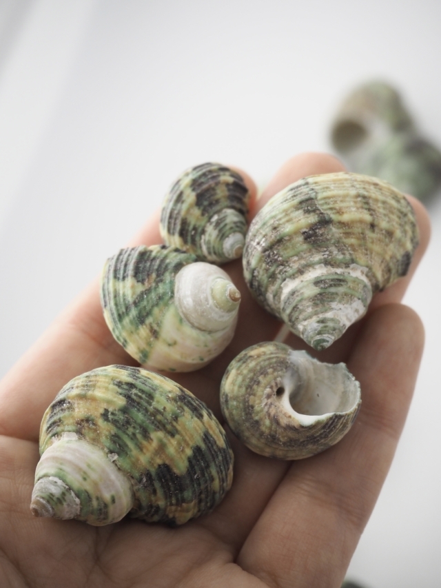 ターボグリーンシェル【約2.5～4.0cm】[メール便可-300gまで] En