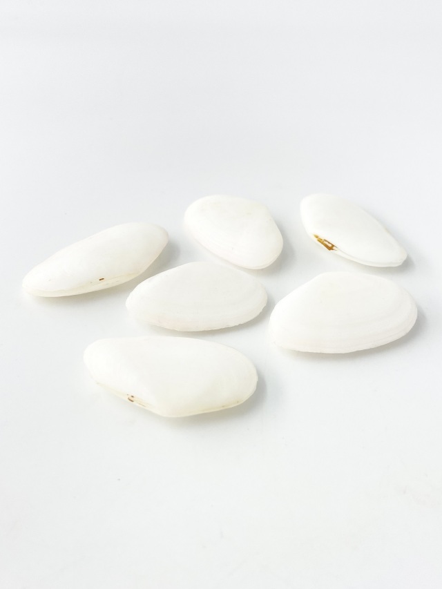 ニッコウガイホワイト両面【約4.0～5.5cm/3個入】[メール便可-20袋