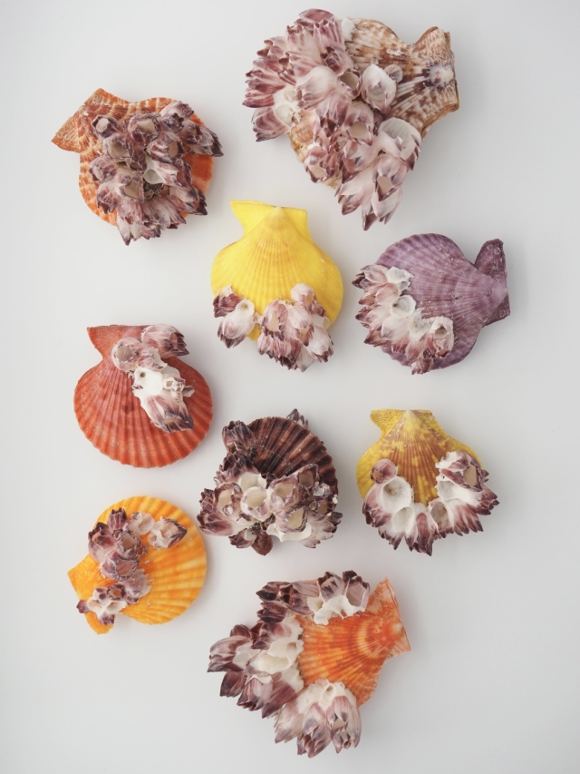 ヒオウギガイ(フジツボ付き)【約6～7cm/1個】 En: Pecten Nobilis with