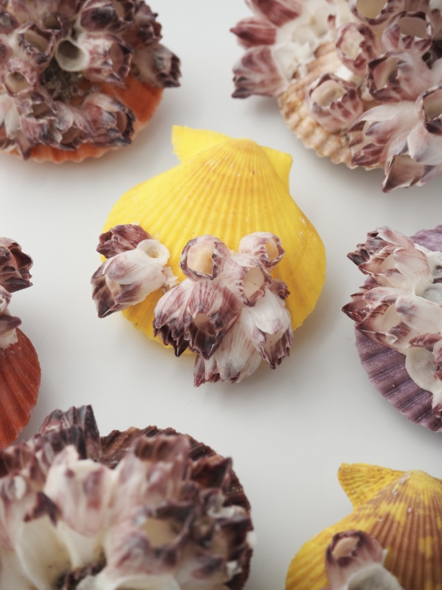 貝 ヒオウギガイ(フジツボ付き)【約6～7cm/1個】 En: Pecten Nobilis with