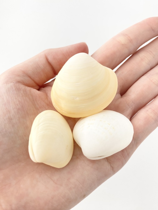 イエローコクルス【約2.5～4cm/5個】[メール便可-8袋まで] En