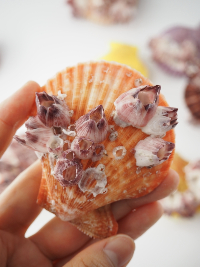 貝 ヒオウギガイ(フジツボ付き)【約6～7cm/1個】 En: Pecten Nobilis with