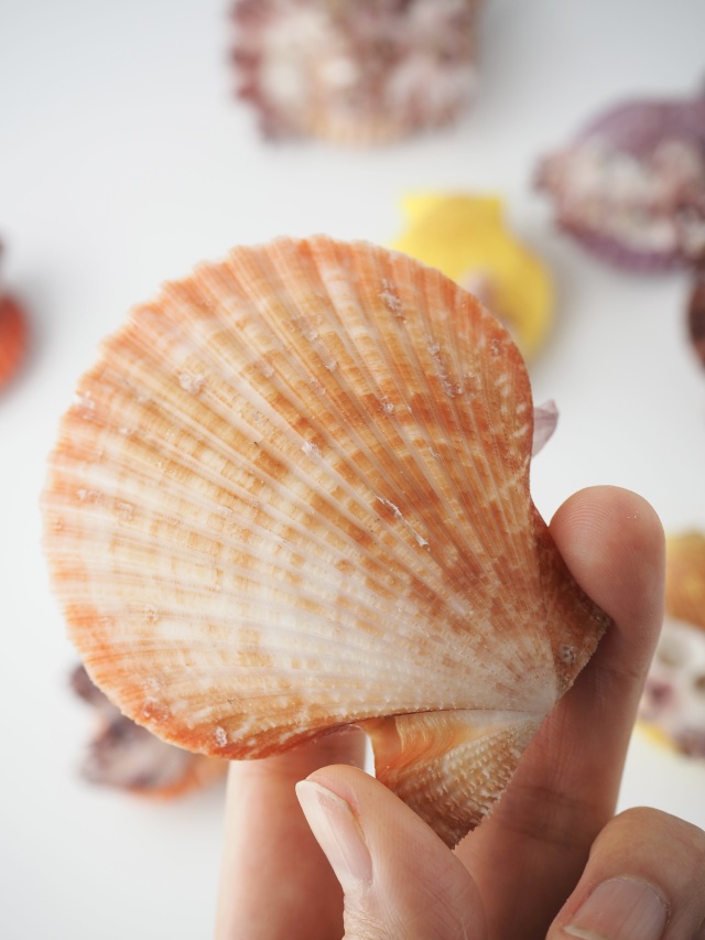 ヒオウギガイ(フジツボ付き)【約6～7cm/1個】 En: Pecten Nobilis with