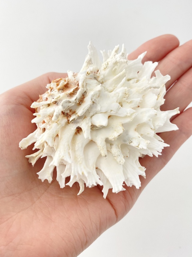 ヒレインコ【約7～9cm/1個】 En: Chama lazarus (size:7-9cm, per