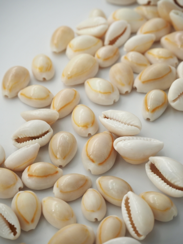 アヌルスクックド【2cm前後】[メール便可-400gまで] En: Cypraea