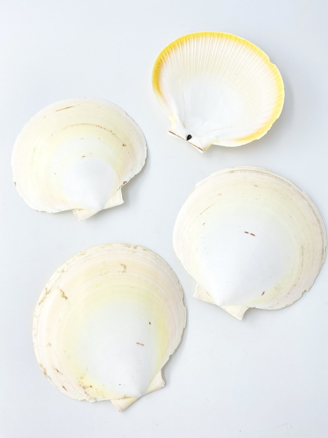 【kinoさま専用】januka（ヤヌカ）スライス白蝶貝リング9号 kinoさま専用】januka（ヤヌカ）スライス白蝶貝リング9号 - メルカリ