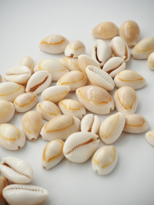 アヌルスクックド【2cm前後】[メール便可-400gまで] En: Cypraea