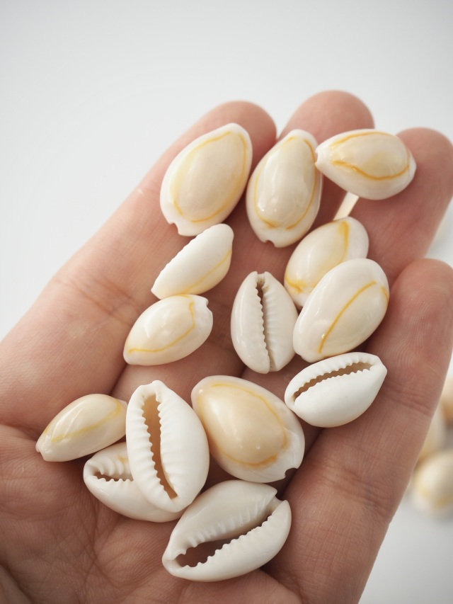 アヌルスクックド【2cm前後】[メール便可-400gまで] En: Cypraea