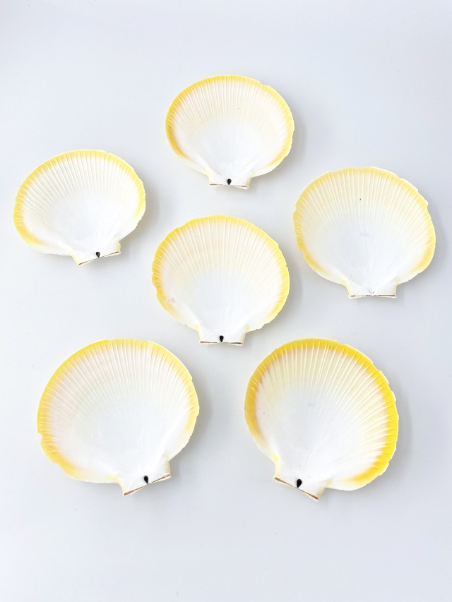 国産ツキヒガイ 片面 -白-(月側）-【10cm前後/10枚】 En: sun and