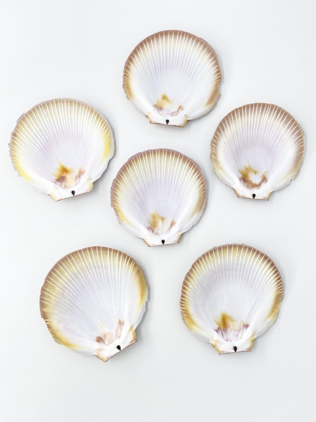 国産ツキヒガイ 片面 -赤-(日側）【10cm前後/10枚】 En: sun and