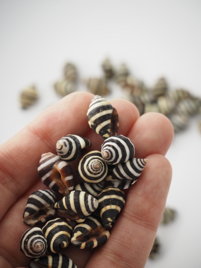 ノシガイ【約1.0～1.5cm/50g】[メール便可-5袋まで] En:Bumble bee