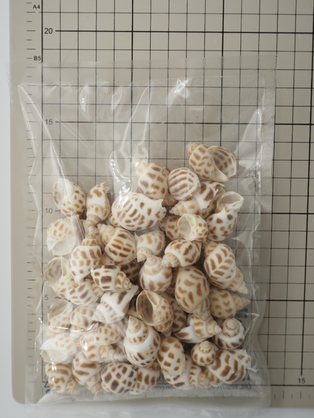 バイガイ-小-【約2～3cm】[メール便可-200g] En: Babalonia