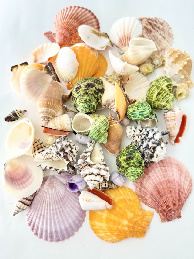 貝殻 カラフルミックス【約2～6cm/約500g】En: Shells assorted (size:2