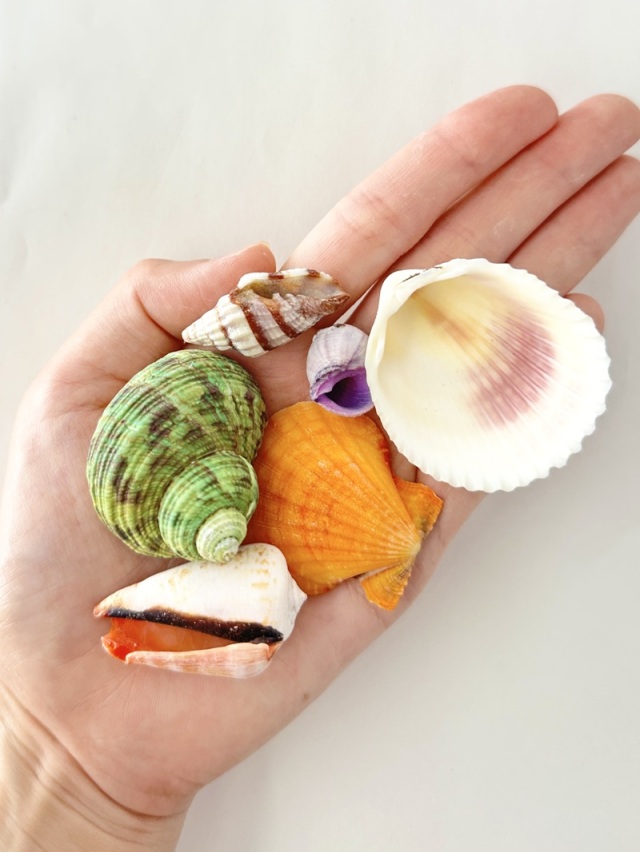 カラフルミックス【約2～6cm/約500g】En: Shells assorted (size:2