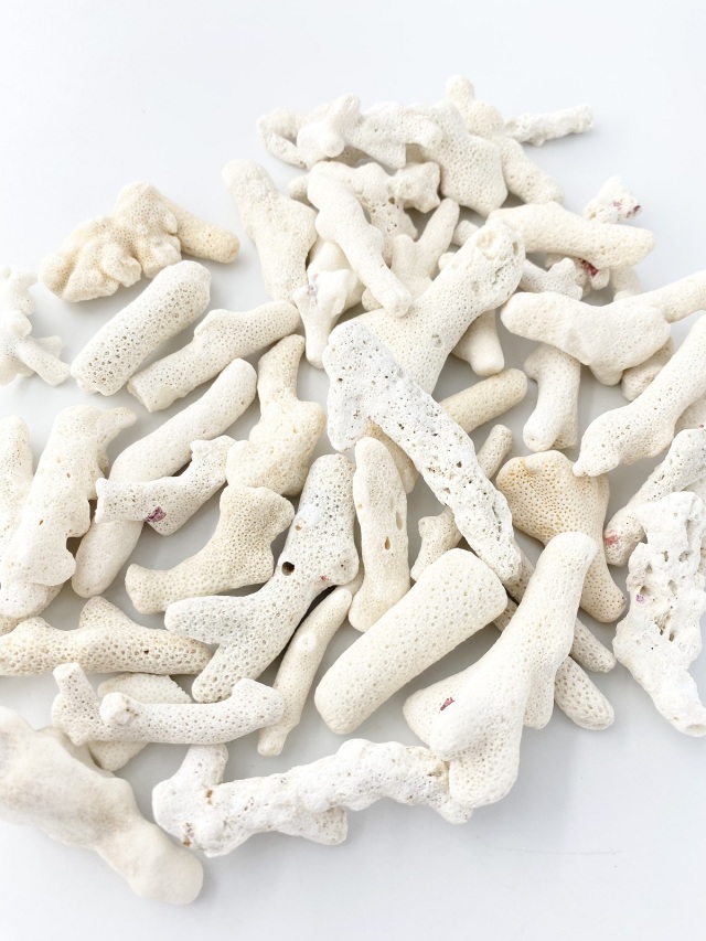 天然 珊瑚 サンゴ 天然 珊瑚 サンゴ