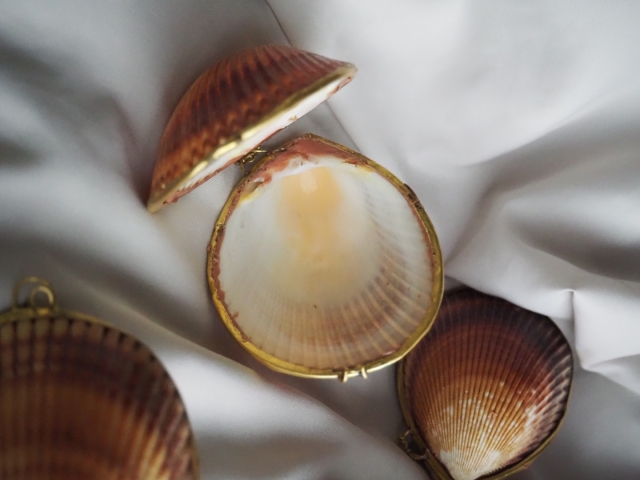  Nautilus collection 貝殻 小物入れ 貝殻の小物入れ