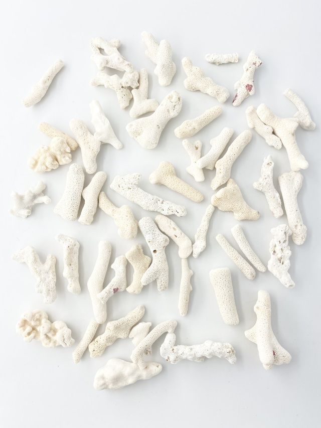 サンゴ片【約3～8cm】 - Not for overseas sale -