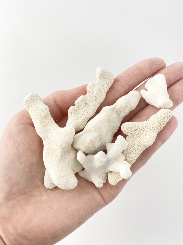 珊瑚まとめ売り 珊瑚まとめ（55）