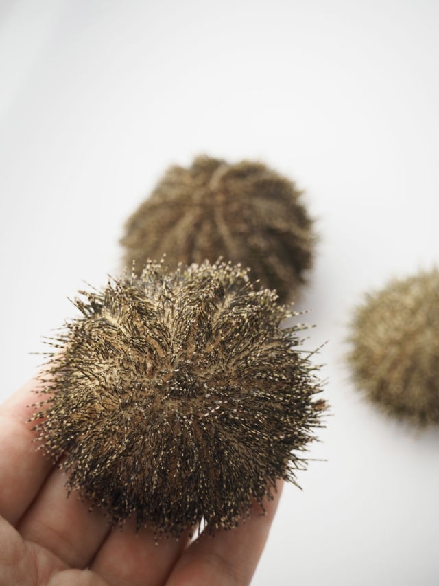 グリーンウーチン(バフンウニの仲間)(トゲ・アリストテレスの提灯付き