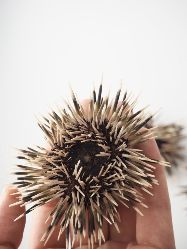 ピンクウーチン(ナガウニ)(トゲ・アリストテレスの提灯付き)【約6