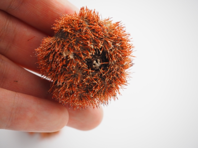 コシダカウニ(トゲ・アリストテレスの提灯付き)【約3～3.5cm