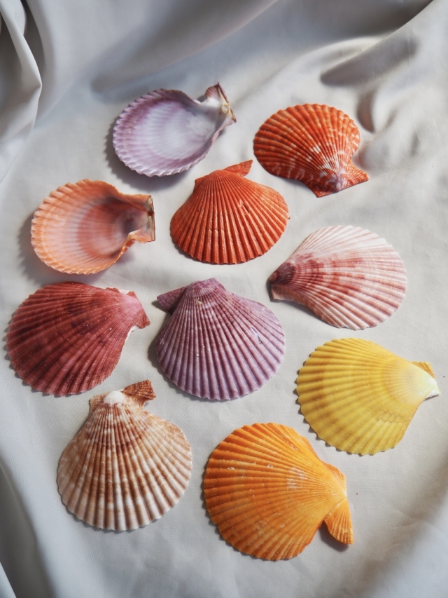 ひおうぎ貝.102.6ミリ 楽天市場】活き ヒオウギ貝 20枚 大分県産