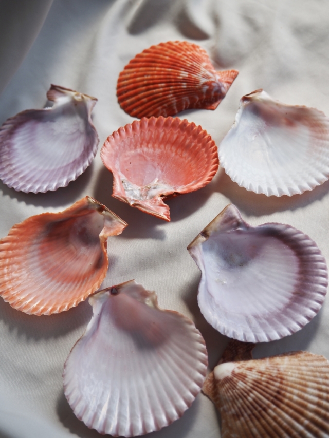 ヒオウギガイ-片面-ミックス【6cm前後/10枚入】[メール便可-4袋まで]En