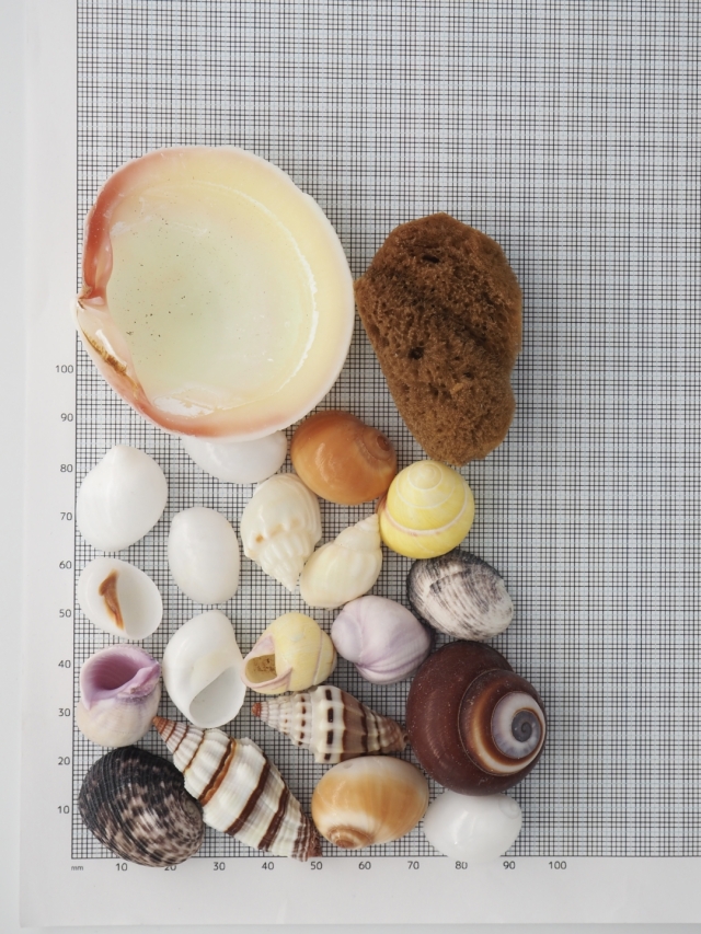 ヤドカリの小学校【約1.5～4.0cm】En: Shell pack for Hermit Crab