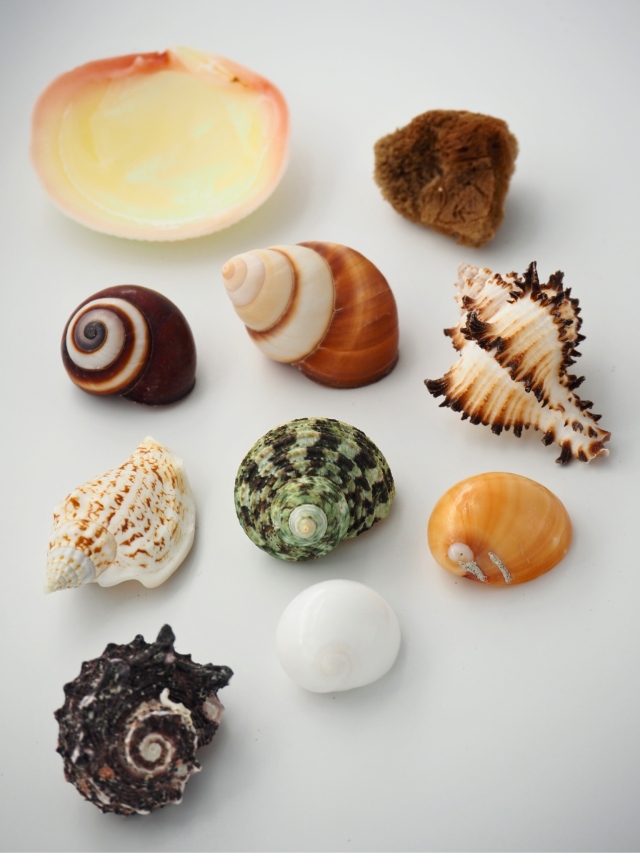 ヤドカリハウス （貝殻☆ヤドカリのお家☆天然☆NO.15 （F-9 貝殻 天然  