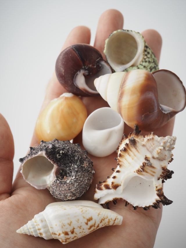 ヤドカリの中学校【約2.5～5.0cm】En: Shell pack for Hermit Crab 