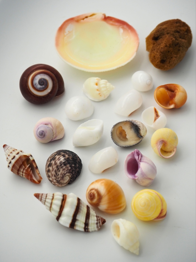 ヤドカリの小学校【約1.5～4.0cm】En: Shell pack for Hermit Crab