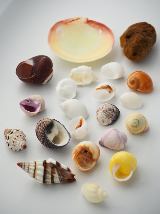 ヤドカリの小学校【約1.5～4.0cm】En: Shell pack for Hermit Crab