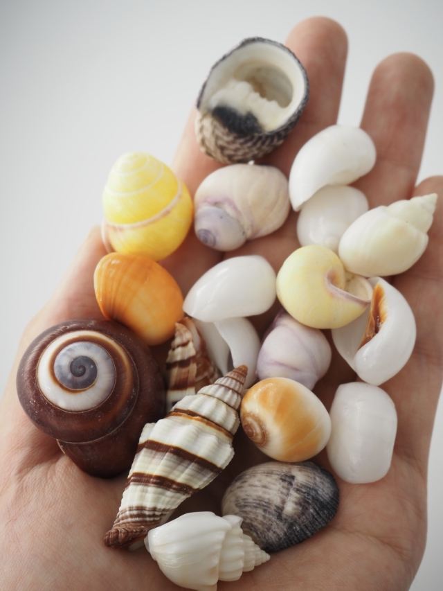 贝壳银 极光碎雪 ダイカット加工 6cm×5m 100cm/loop ヤドカリの小学校【約1.5～4.0cm】En: Shell pack for Hermit Crab