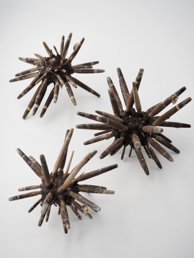 シーウーチンスプートニック（ミナミバクダンウニ）（トゲ