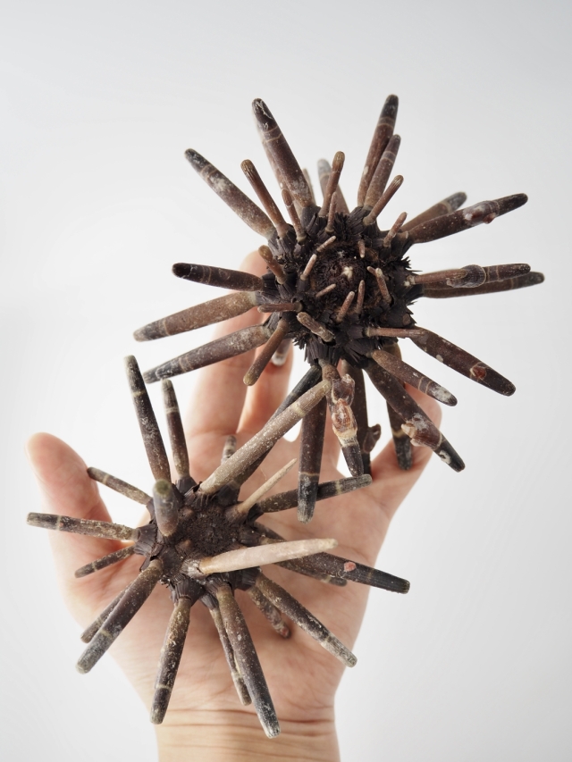 シーウーチンスプートニック（ミナミバクダンウニ）（トゲ