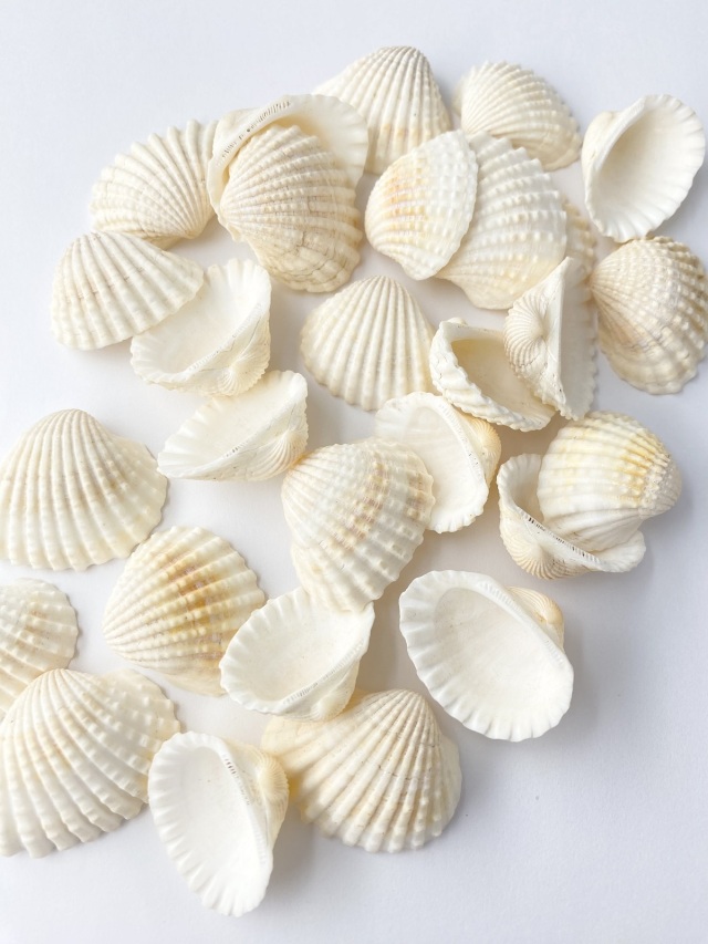 ハイガイ【約2.5～3.5cm】[メール便可-400gまで] En:Tegillaca