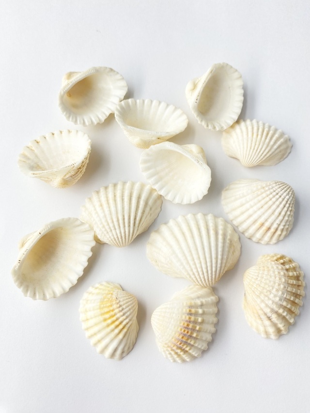 ハイガイ【約2.5～3.5cm】[メール便可-400gまで] En:Tegillaca
