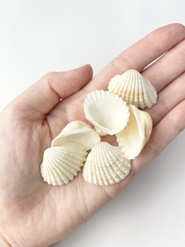 ハイガイ【約2.5～3.5cm】[メール便可-400gまで] En:Tegillaca