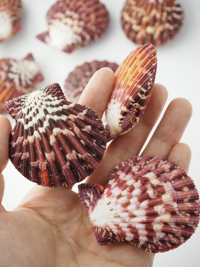 チサラガイ【5cm前後/10個入】[メール便可-2袋まで] En: Royal Cloak