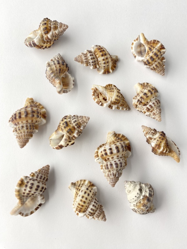 アラレボラ【2.5cm前後】[メール便可-400g] En:Gyrineum natator