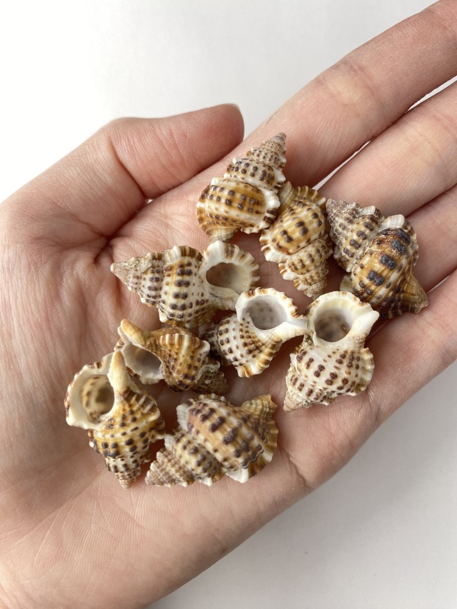 アラレボラ【2.5cm前後】[メール便可-400g] En:Gyrineum natator