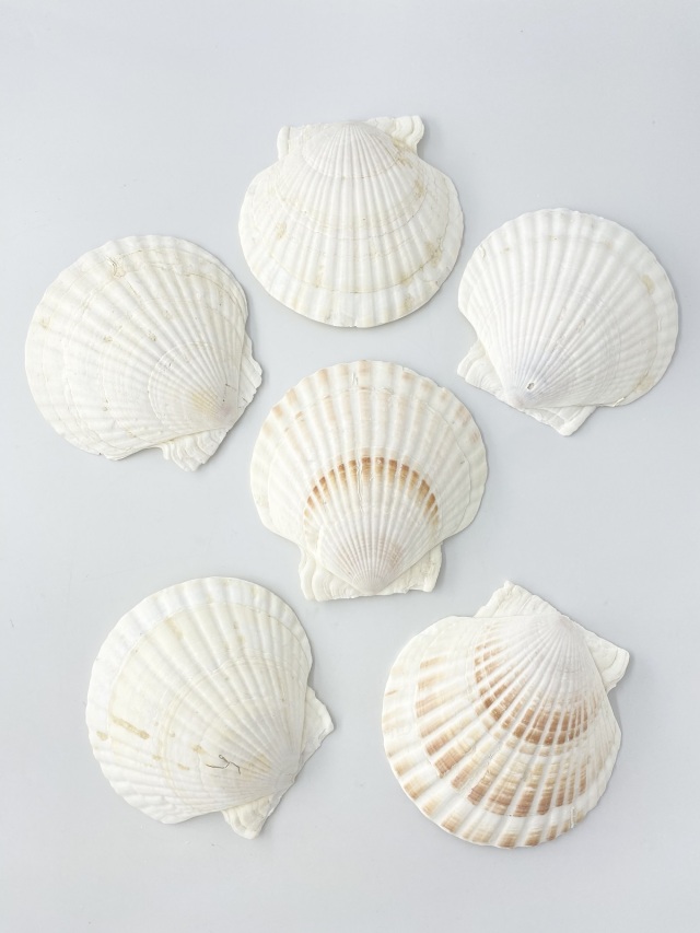 ホタテガイ【12cm前後/10枚】En: Japanese Scallop(size:12cm